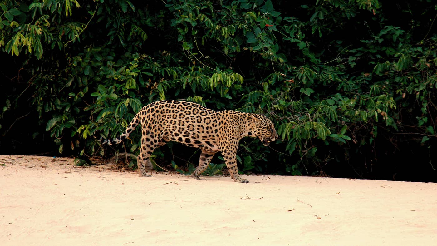Jaguar caminando en la arena