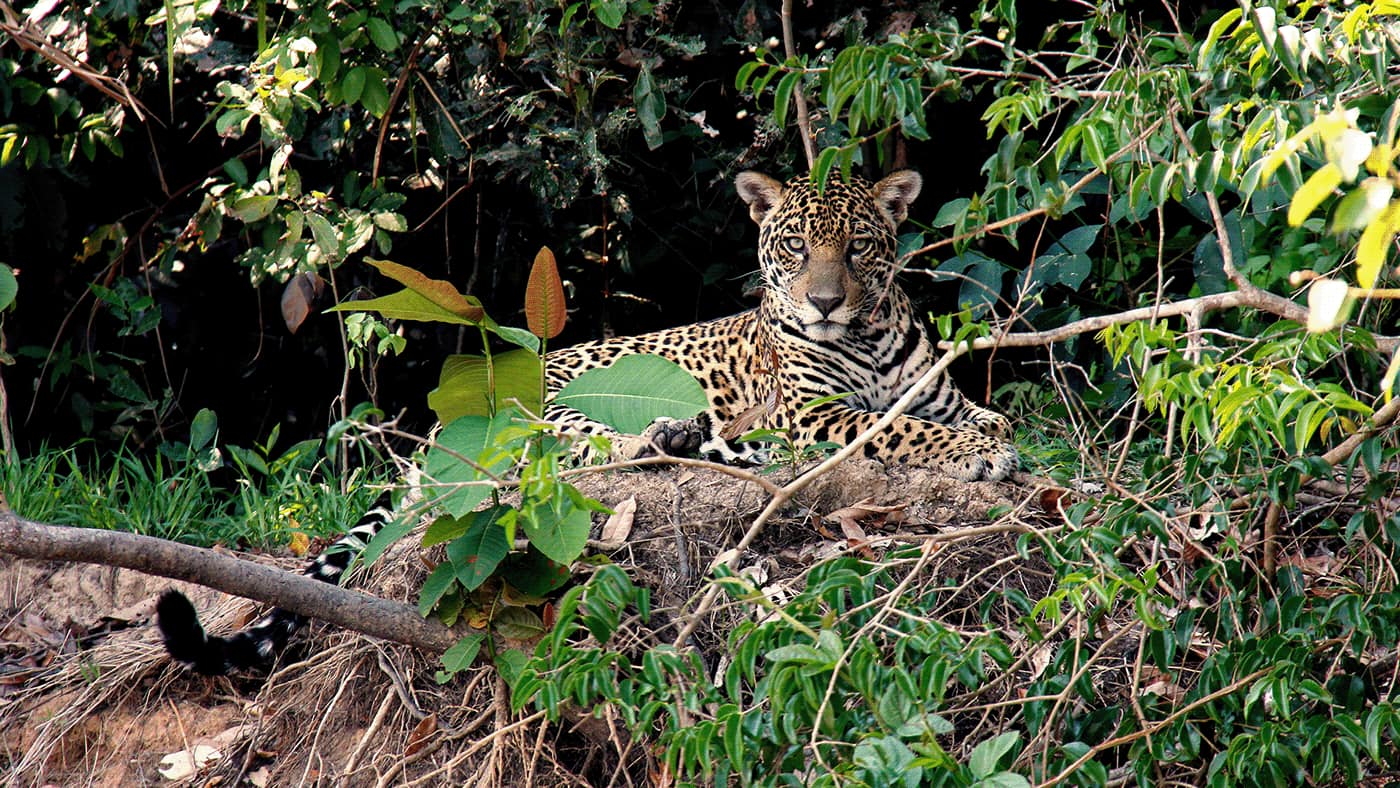 Jaguar descansando entre la vegetación