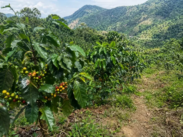 Cafetos con cerezas verdes y maduras en una ladera