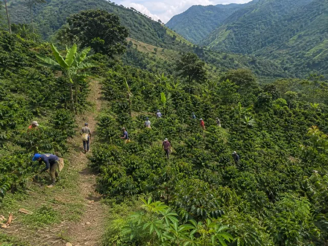 Paisaje de cafetales cultivados sobre una ladera de montaña