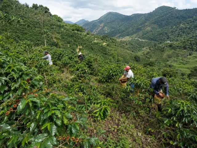 Recolectores cosechando café manualmente en una pendiente