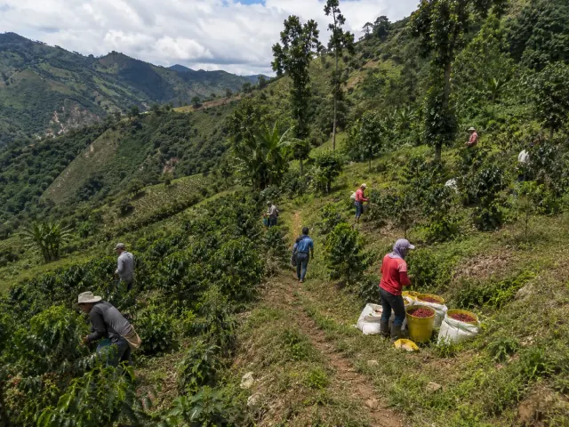 Recolectores con baldes de cerezas de café en el cultivo